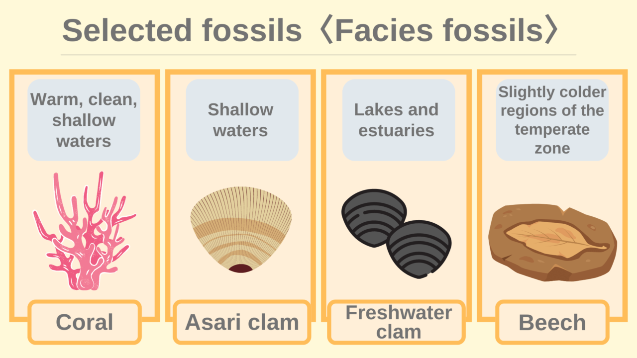 【Let’s just learn this first!】11 selected fossils studied in middle ...